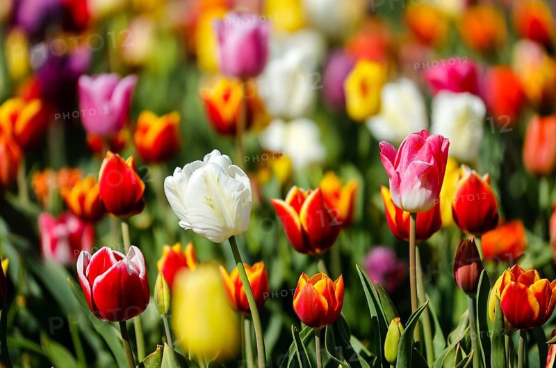 Tulips blooming in a tulip field