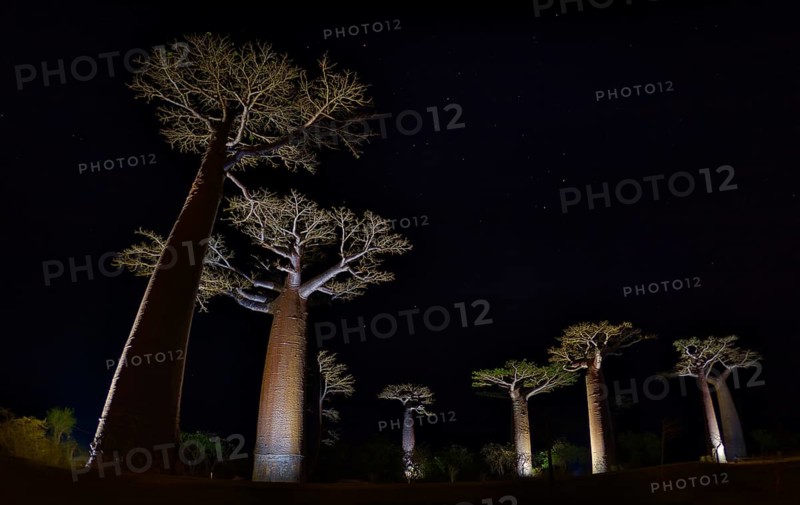 Illuminated Baobabs