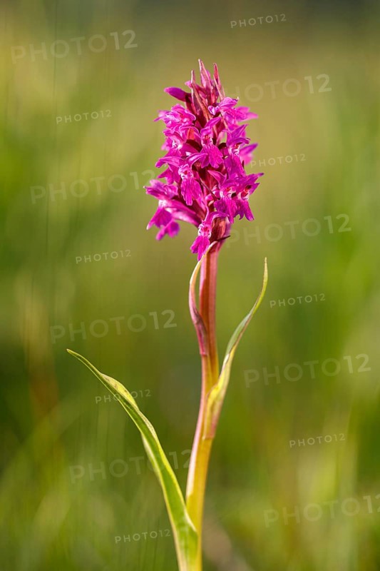 Western marsh orchid