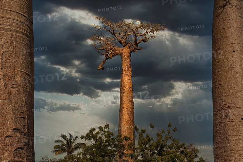 Baobab