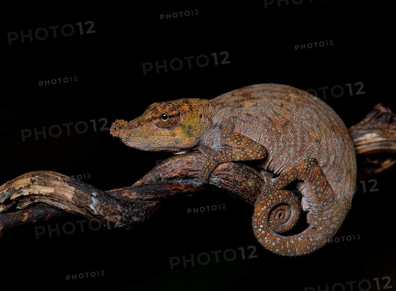 Chameleon