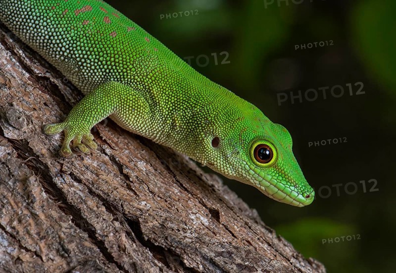 Madagascar Taggecko