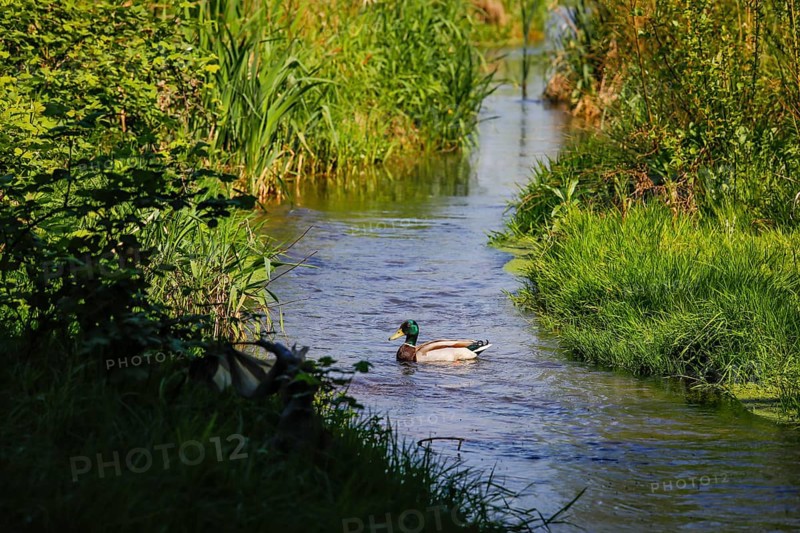 Renaturalised watercourse