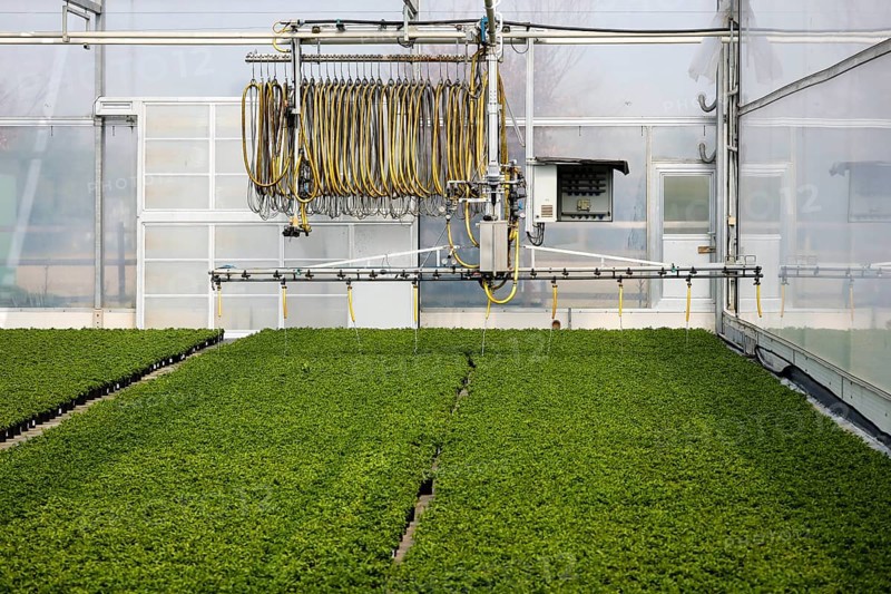 Automated irrigation of bedding and balcony flowers in greenhouse