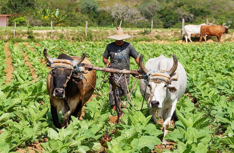 Common tobacco