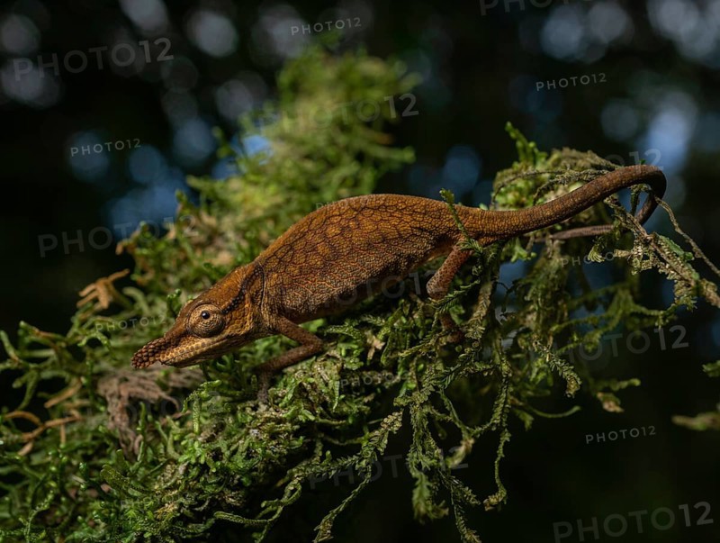 Chameleon