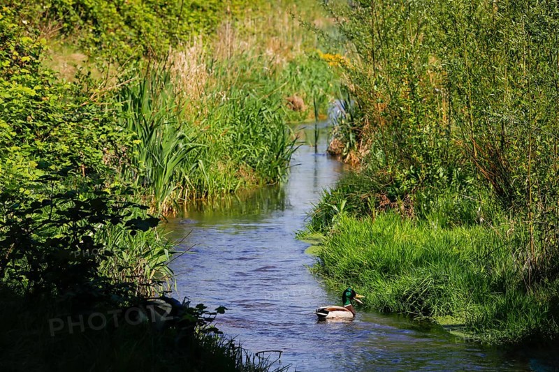 Renaturalised watercourse