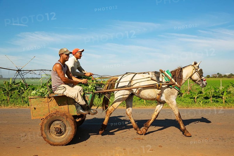 Horse cart at a cultivated field with irrigation system