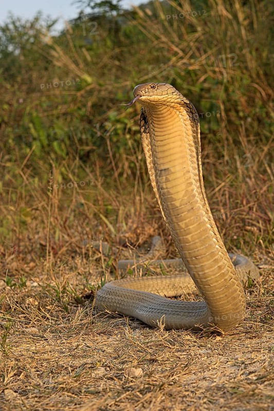 King Cobra
