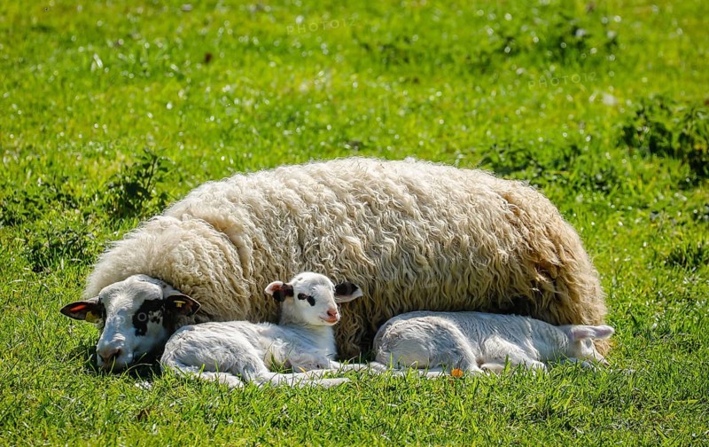 Sheep with lambs on the meadow