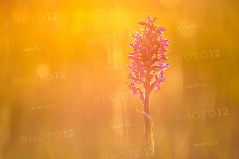 Western marsh orchid