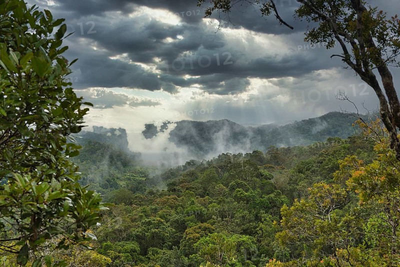 Rainforest during thunderstorms