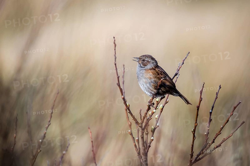 Dunnock