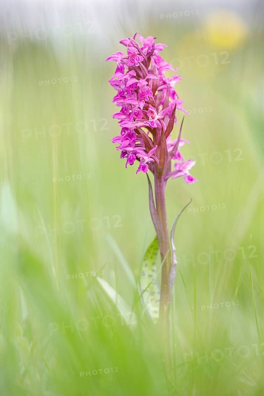 Western marsh orchid