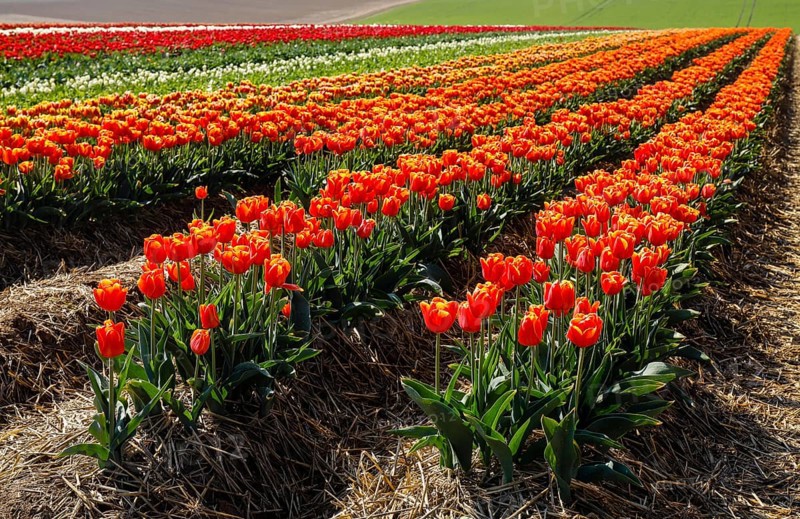 Tulips blooming in a tulip field