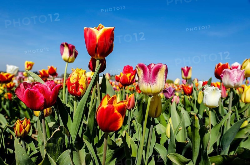 Tulips blooming in a tulip field