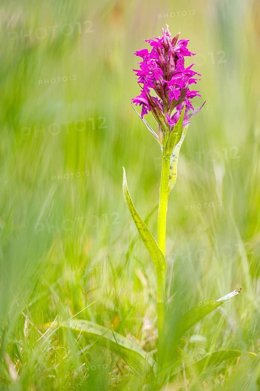 Western marsh orchid