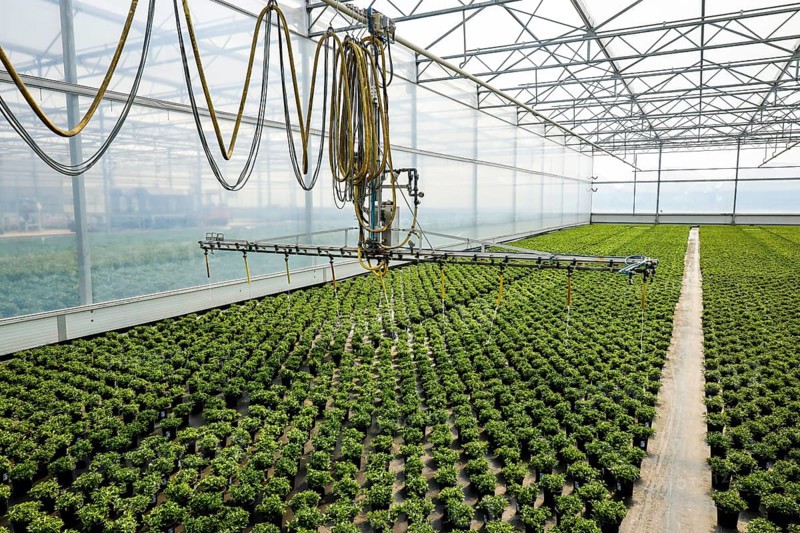 Automated irrigation of bedding and balcony flowers in greenhouse