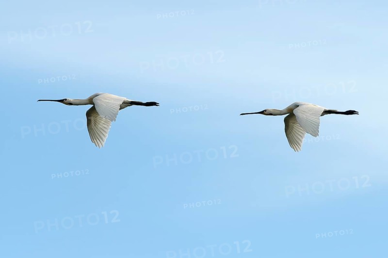 Common spoonbill