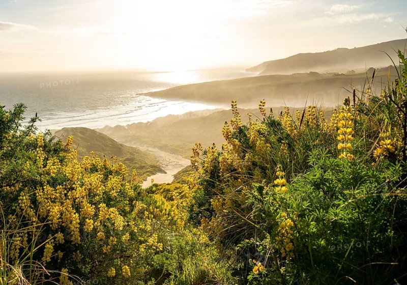 Yellow Lupines