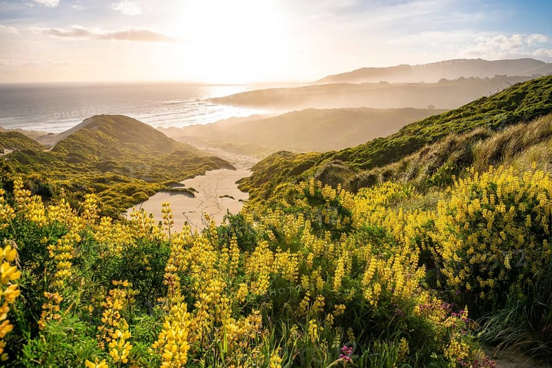 Yellow Lupines