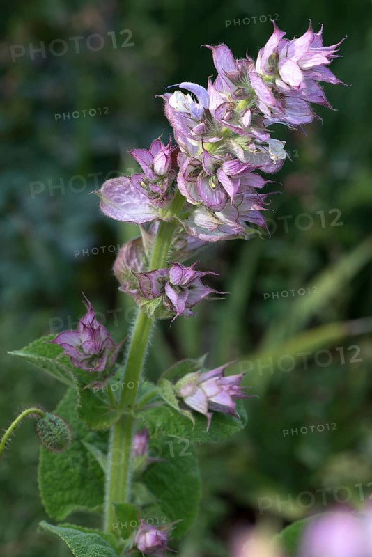 Flower of Clary