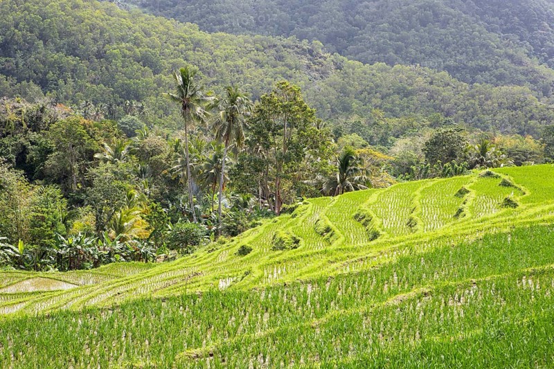Green rice terraces