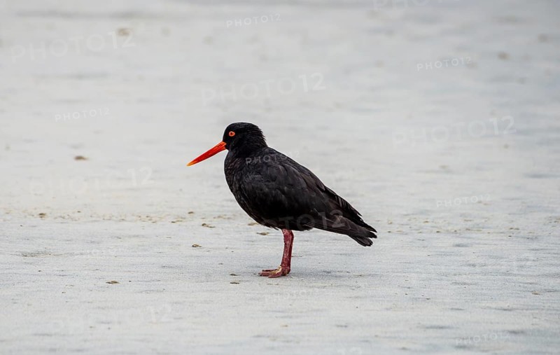 Variable oystercatcher