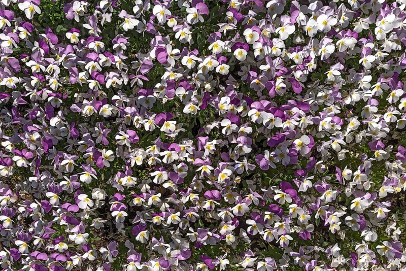 Horned pansy