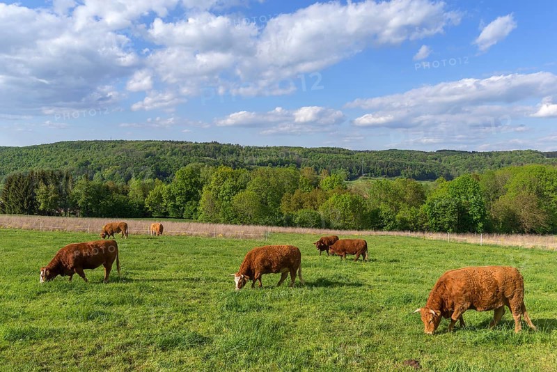 Limousin cattle on the pasture