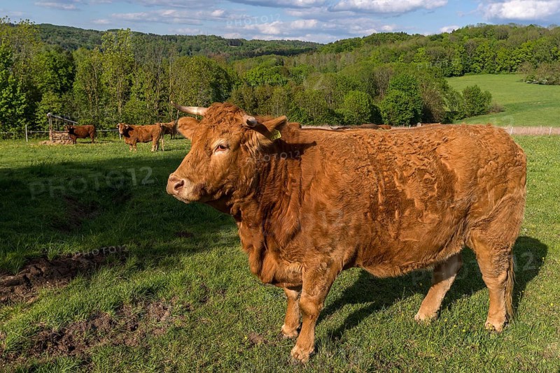 Limousin cattle on the pasture