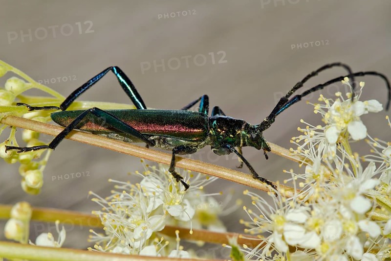 Musk beetle