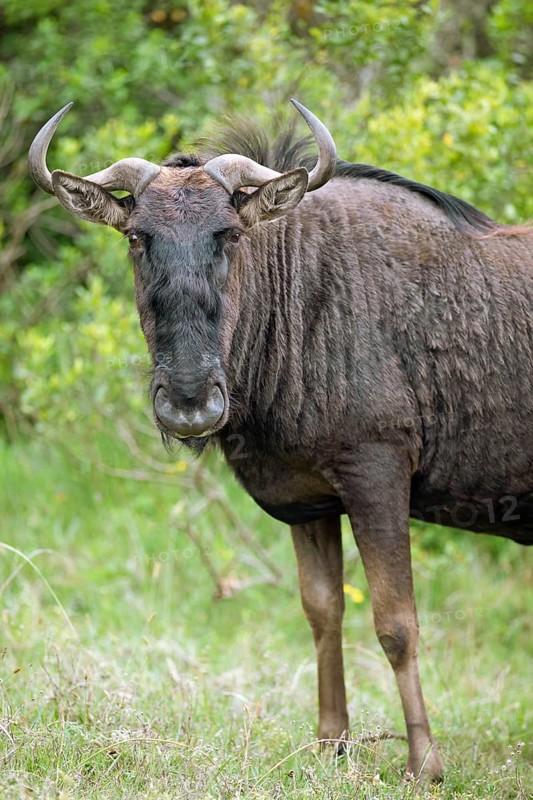 Wildebeest