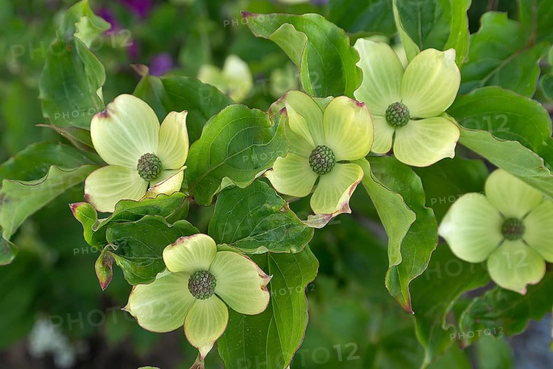 Kousa dogwood