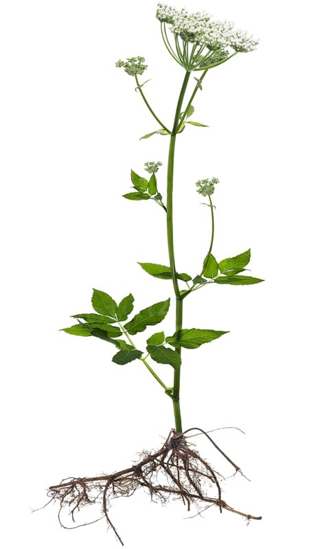 Flowering ground elder
