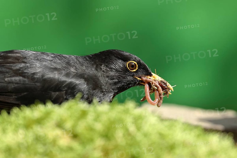 Blackbird or