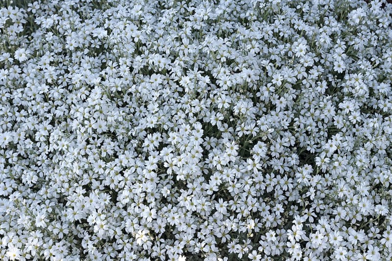 White flowering Cerastium tomentosum