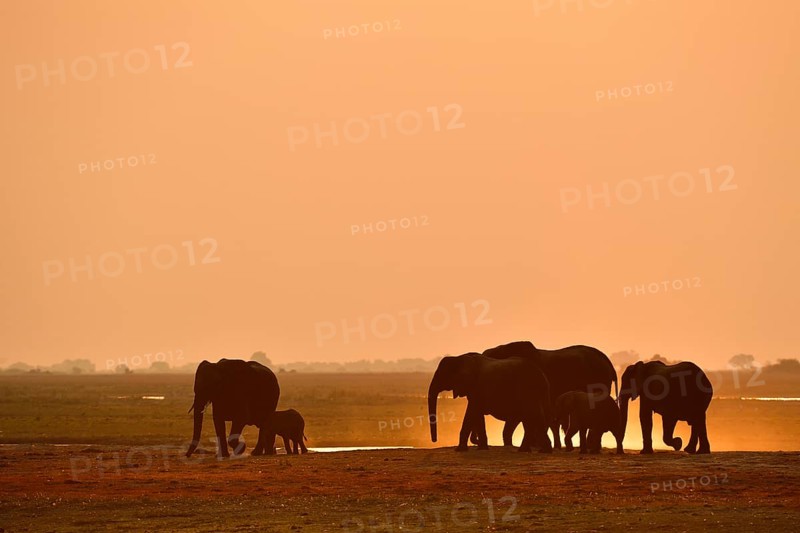 Herd of elephants