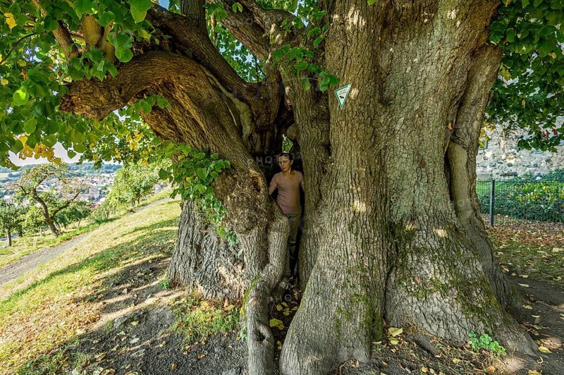 Woman standing in natural monument hollow tree