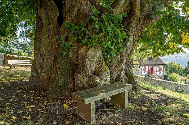 Natural monument hollow tree