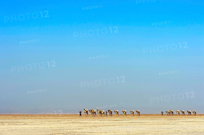 Afar shepherd leads a dromedary caravan loaded with rock salt plates