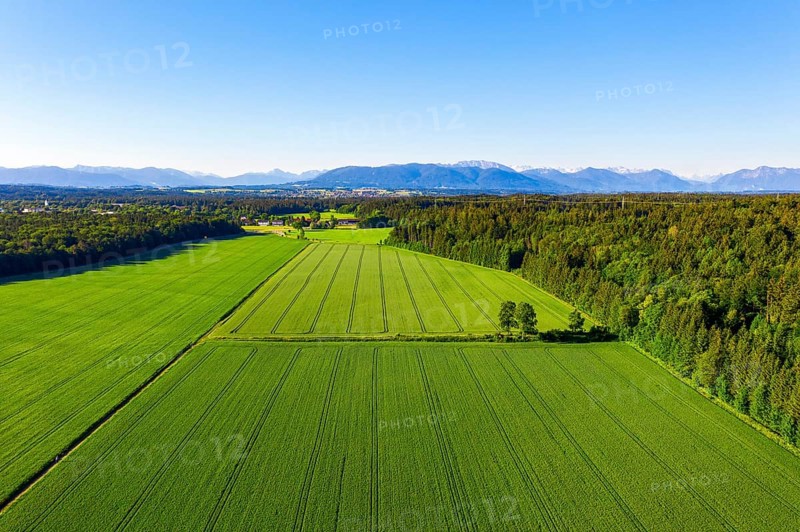 Grain fields