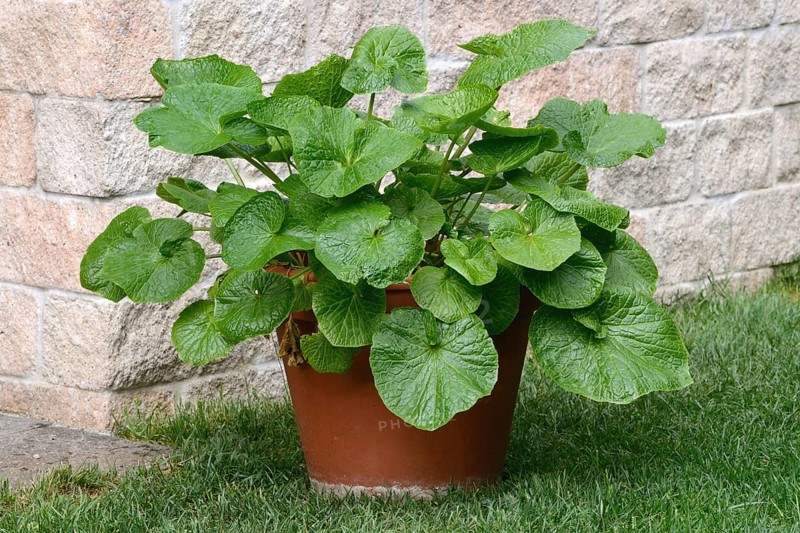 Wasabi