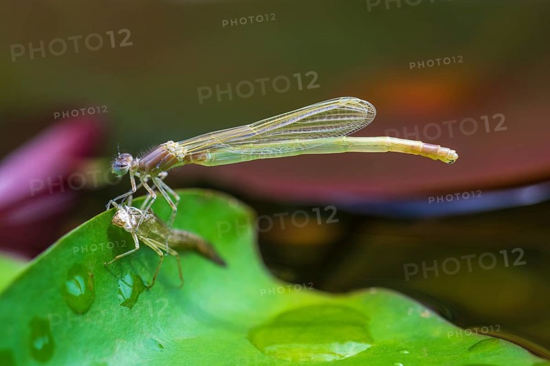 Common Winter Damselfly