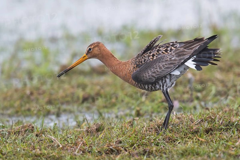 Black-tailed godwit