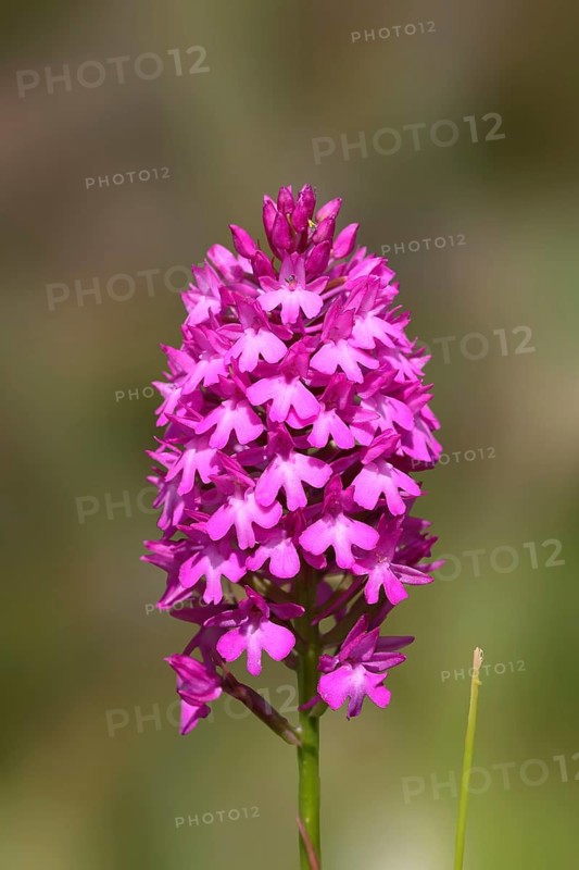 Pyramidal Orchid