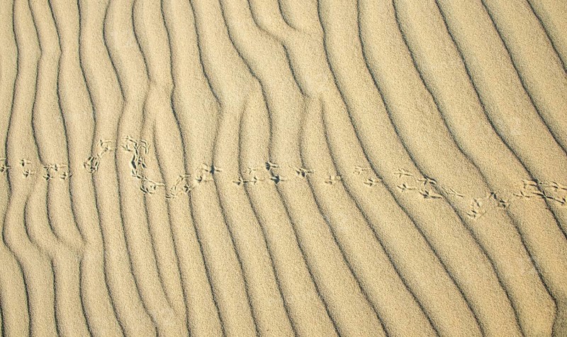 Wave pattern and traces of a bird in light sand