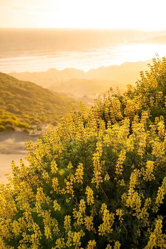Yellow lupins