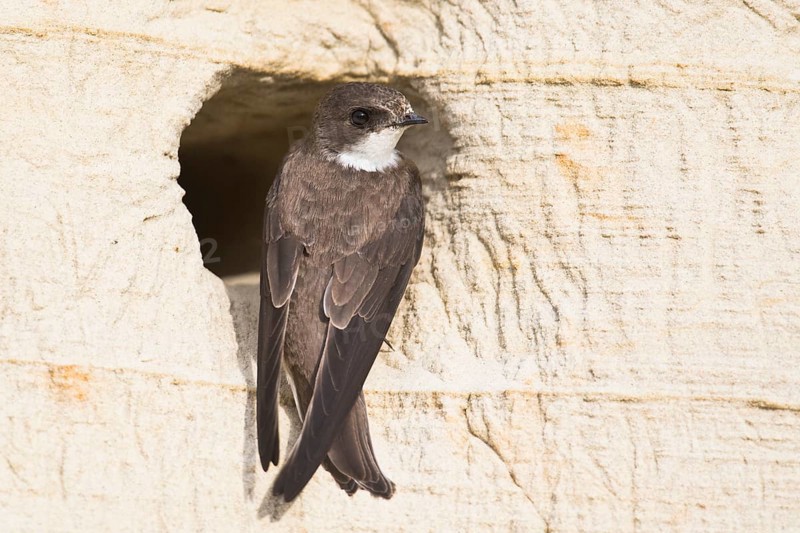 Sand Martin
