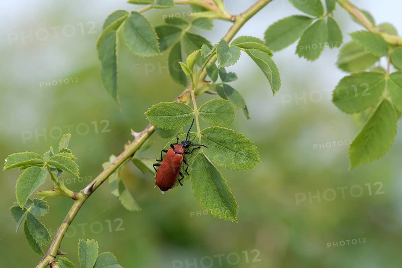 Black-headed Cardinal beetle